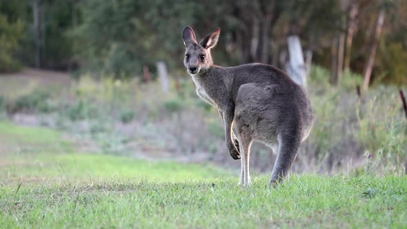 Kangaroo Feeding In A Field 