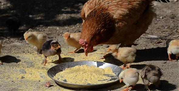 Hen With Chicken