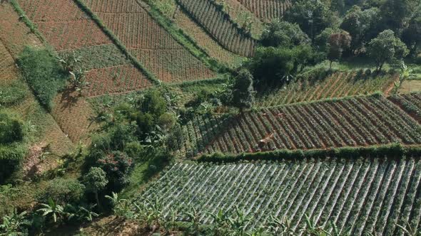 Cinematic Aerial Clip of Cultivated Farm Field on a Hill