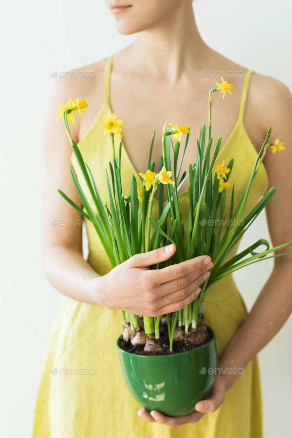 Woman in rustic yellow dress holding in hands green pot with fresh yellow narcissus flowers