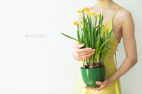 Woman in rustic yellow dress holding in hands green pot with fresh yellow narcissus flowers