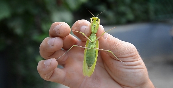 Nun Mantis Insect