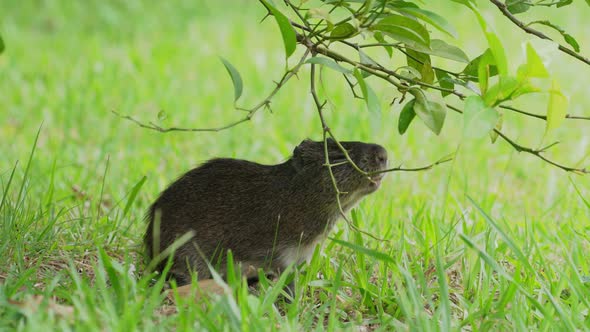 Brazilian guinea pig, cavia aperea munching on the green grass, stand up and pull down the tree bran alt