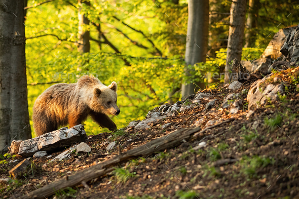Brown bear moving through forest in sunny springtime nature - Stock Photo - Images