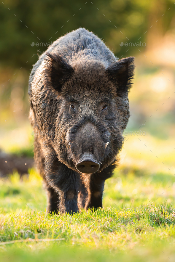 Wild boar male approaching on grass in springtime - Stock Photo - Images