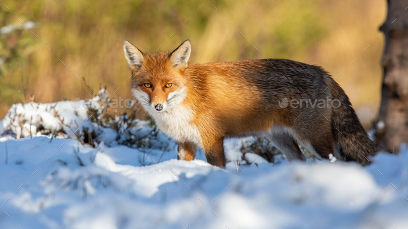 Red fox watching on white snow in winter nature Stock Photo by WildMediaSK