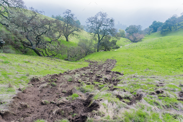 Muddy creek and valley oaks, Sierra Vista Open Space Preserve, California