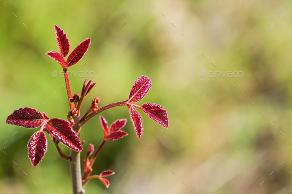 New poison oak (Toxicodendron diversilobum) leaves and berries, California - Stock Photo - Images