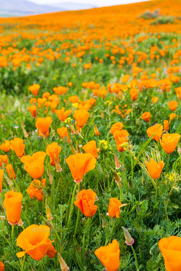 Field of California Poppies - Stock Photo - Images