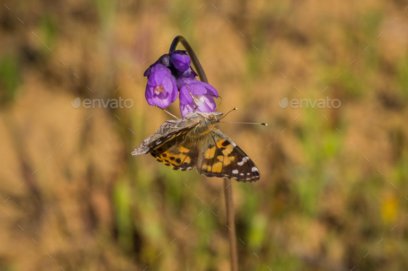 Painted Lady (Vanessa cardui) butterfly sipping nectar - Stock Photo - Images