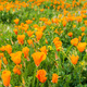 Field of California Poppies - PhotoDune Item for Sale