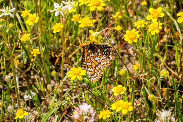 Bay Checkerspot butterfly on a wildflower - Stock Photo - Images