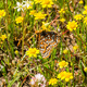 Bay Checkerspot butterfly on a wildflower - PhotoDune Item for Sale