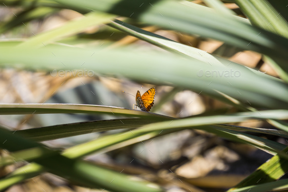 Sagebrush Checkerspot (Chlosyne acastus) butterfly - Stock Photo - Images