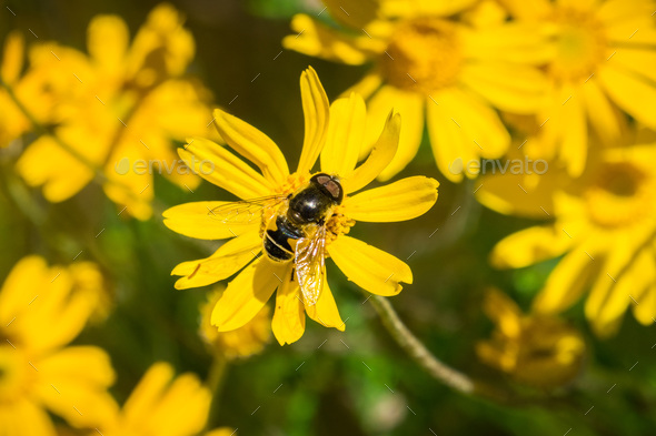 Transverse Flower Fly (Eristalis transversa) pollinating a common woolly sunflower - Stock Photo - Images