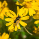 Transverse Flower Fly (Eristalis transversa) pollinating a common woolly sunflower - PhotoDune Item for Sale