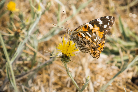 Painted lady Butterfly (Vanessa cardui) - Stock Photo - Images