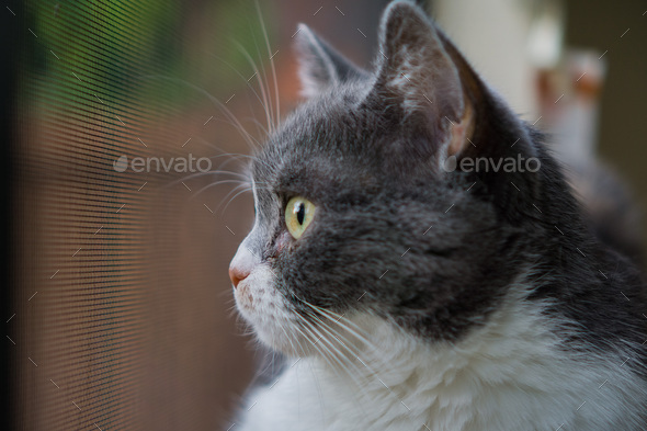Gray and white cat profile view