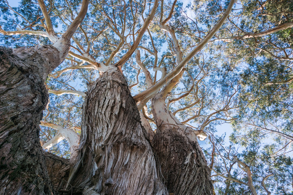 Low angle view of Eucalyptus tree