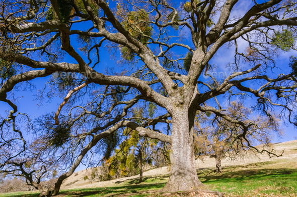 Large valley oak tree - Stock Photo - Images
