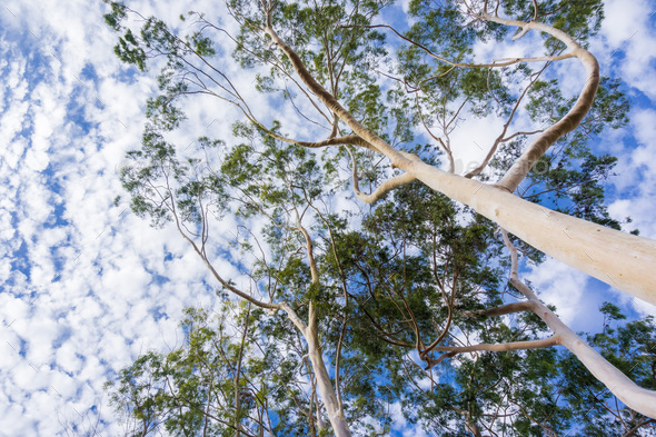 Below view of Eucalyptus tree