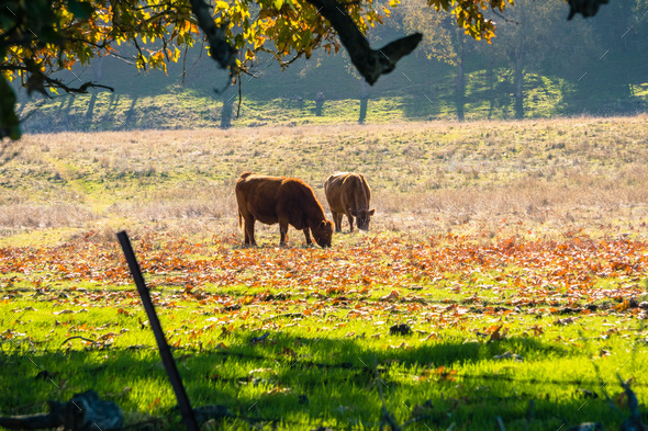 Cows grazing on a meadow - Stock Photo - Images