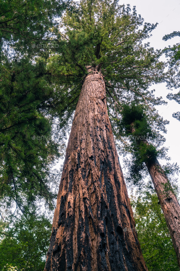 Large Redwood tree in Big Basin State Park