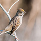 Golden-crowned sparrow on a branch - PhotoDune Item for Sale