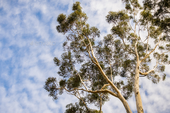 Tall Eucalyptus tree crown