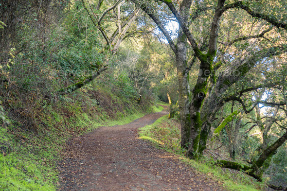 Hiking trail through the woods of Santa Cruz mountains Stock Photo by ...