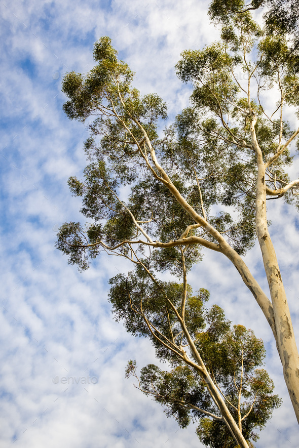 Tall Eucalyptus tree