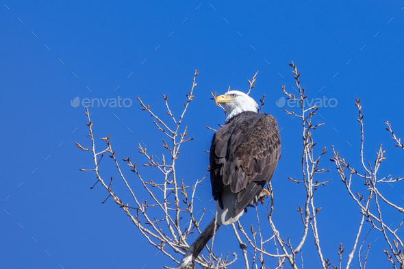 Adult Bald Eagle Stock Photo by SundryPhotography | PhotoDune