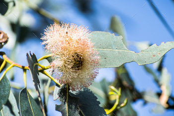 Close up of Eucalyptus flowers