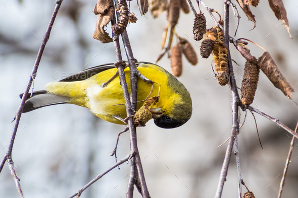Male Lesser Goldfinch - Stock Photo - Images