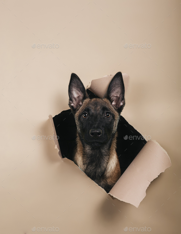 Portrait of cute puppy of breed Malinois comes out of a hole on colored background. space for text. - Stock Photo - Images