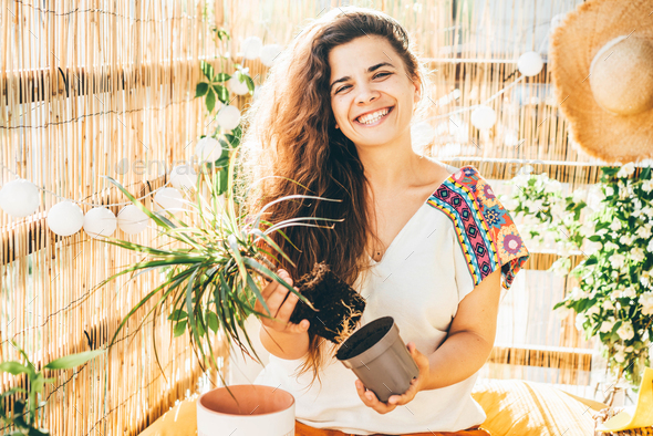 woman pots beautiful decorative palm tree with lush leaves into bigger container - Stock Photo - Images
