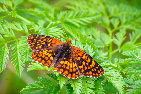 Northern Checkerspot butterfly - Stock Photo - Images