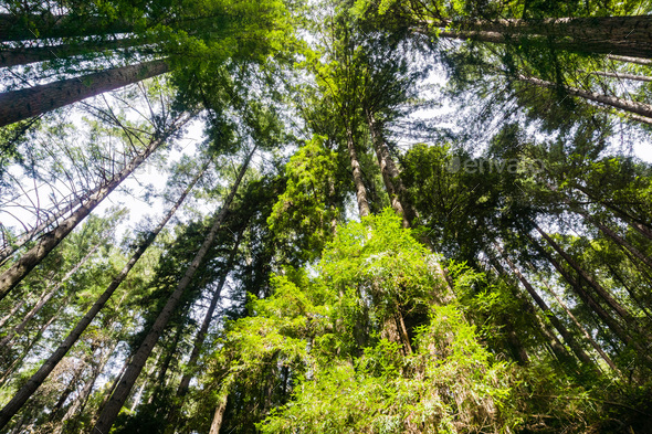 Redwood forest - Stock Photo - Images