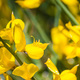 Close up of Spanish broom flowers - PhotoDune Item for Sale