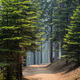 Forest and trail in Yosemite National Park - PhotoDune Item for Sale