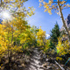 Hiking trail lined up with aspen trees - PhotoDune Item for Sale