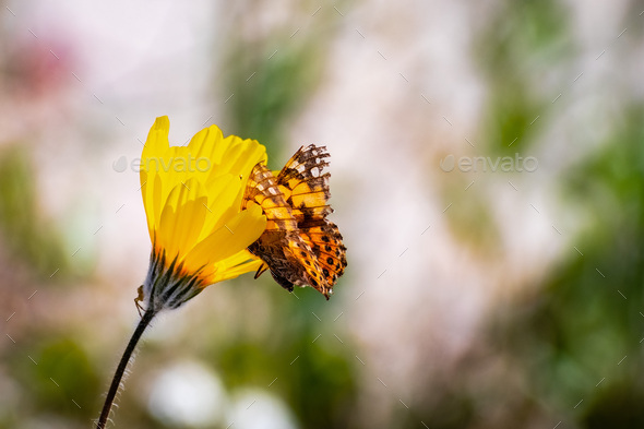 Painted lady butterfly on a desert sunflower - Stock Photo - Images
