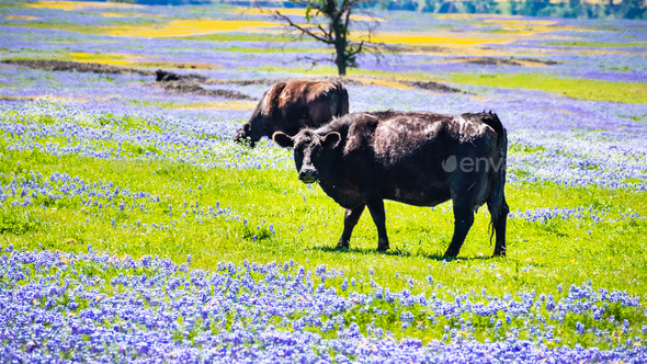 Cows grazing on a wildflowers covered meadow