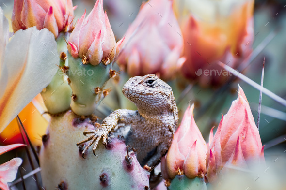 Western fence lizard hiding behind a cactus