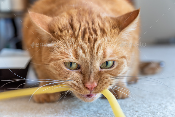 Orange cat biting a rubber tube