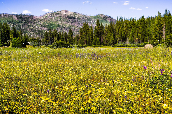 Wildflower covered meadow in Yosemite National Park, Sierra Nevada ...