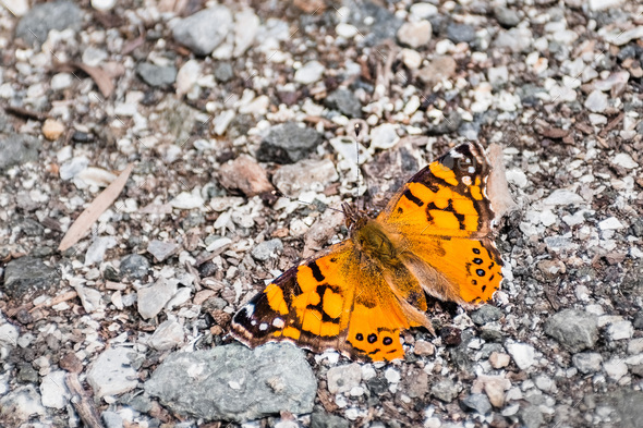 West Coast Lady butterfly - Stock Photo - Images