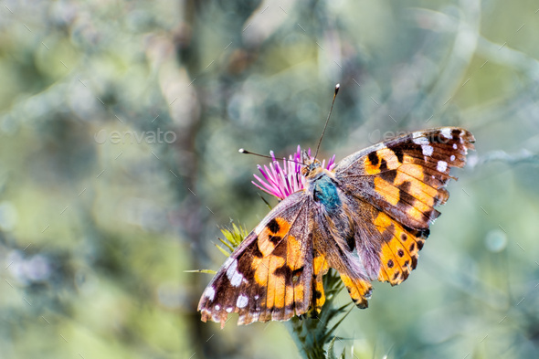 Painted Lady (Vanessa cardui) butterfly - Stock Photo - Images