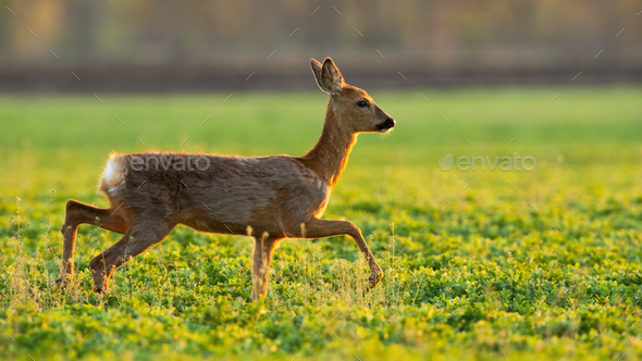 Roe deer running on grassland in spring sunlight - Stock Photo - Images