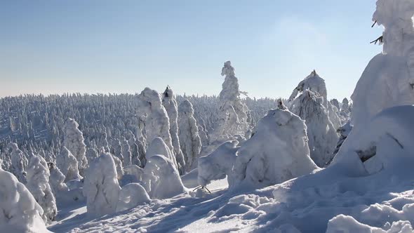 Winter Forest In The Mountains alt
